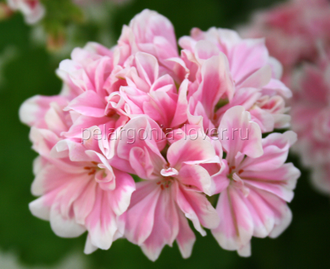 Saga - пеларгония миниатюрная зональная - описание сорта, фото - купить черенки в Перми и почтой