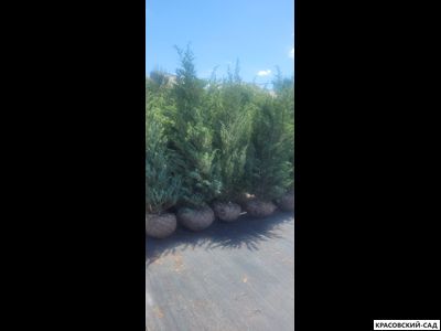 Можжевельник Мунглоу - Moonglow