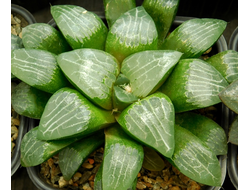 Haworthia sp. 5 (D=15 см)