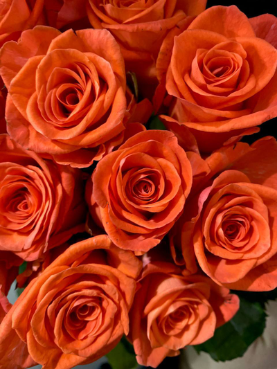 Роза  Россия 50 см. 15 шт