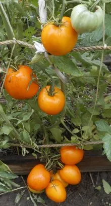 Золото Илини