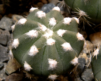 Echinopsis hybrid ‘Sajama’ x (subdenudata x Pseudolobivia ancistrophora) F2 (D=25mm)