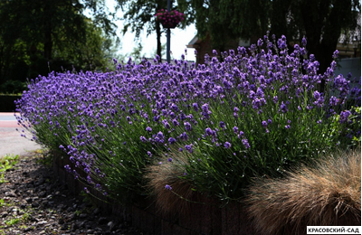 Лаванда Хидкот - Hidcote