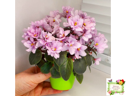 ЛЕ-Розовый Вальс (Е. Лебецкая) 2018 г. трейлер (пасынок сорт посажен 20.10.25)