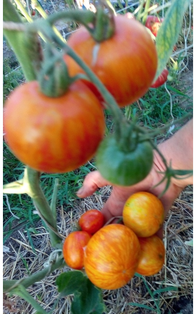 Томат Королева красоты (Beauty Queen)