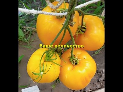 Томат Ваше величество