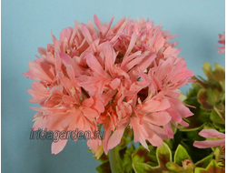 Пеларгония Freshwater