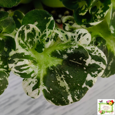 МТ-Кокилье (М. Тотиева) 2023 г.