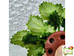 LV-Крапивка (Л. Шевелева) 2024 г. (лист посажен 15.09.25)