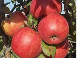 Персиковое (яблоня)