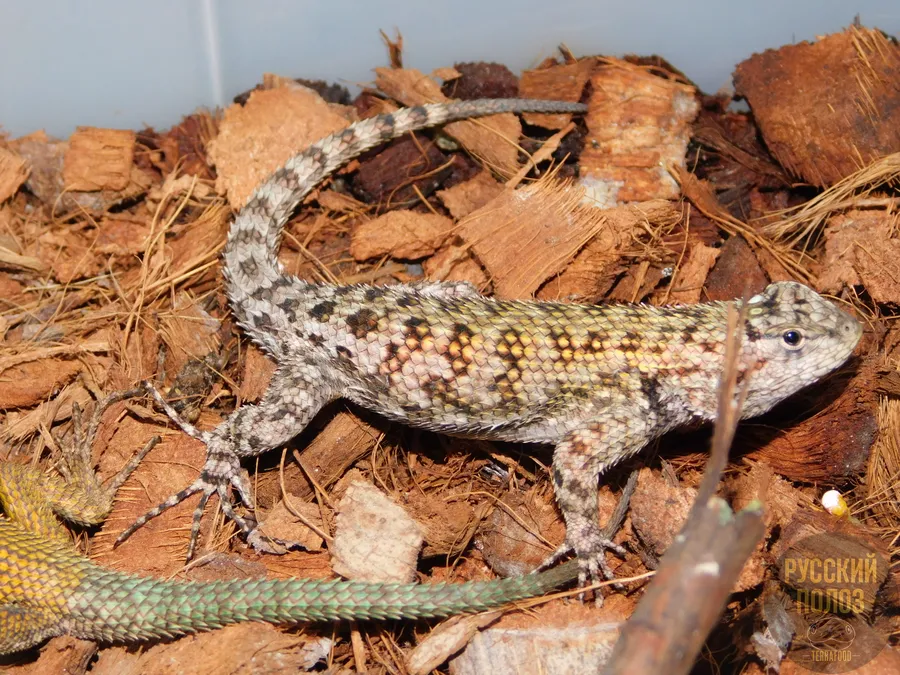 Игуана заборная малахитовая, Sceloporus malachiticus