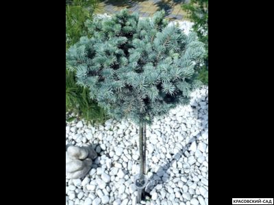 Ель Глаука Глобоза на штамбе - фото на участке - красовский-сад.рф