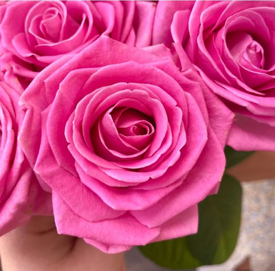 31 розовая роза