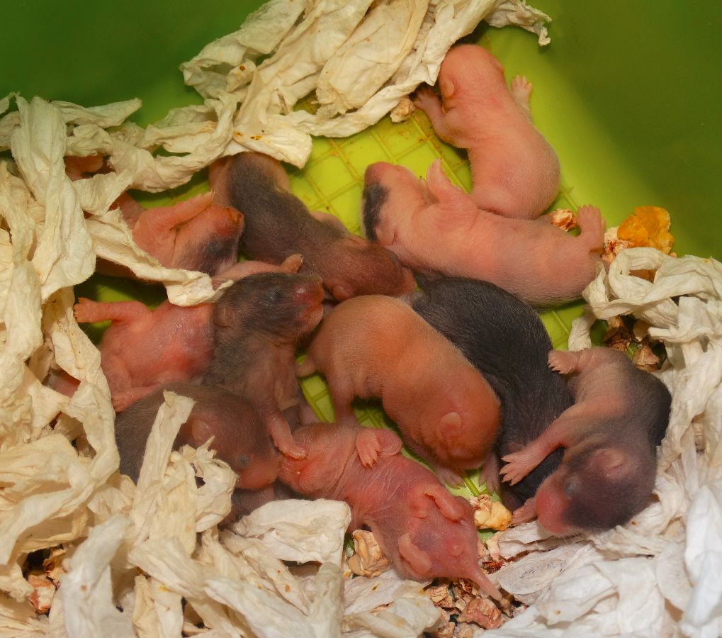 Родились хомячки. Маленькие хомячки сирийские новорожденных. Новорожденные хомяки сирийские. Фото новорожденных хомячков. Самые Новорожденные хомячки.