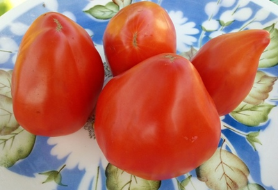 Томат Остроконечное сердце Марека (Marek's Pointy Heart) США