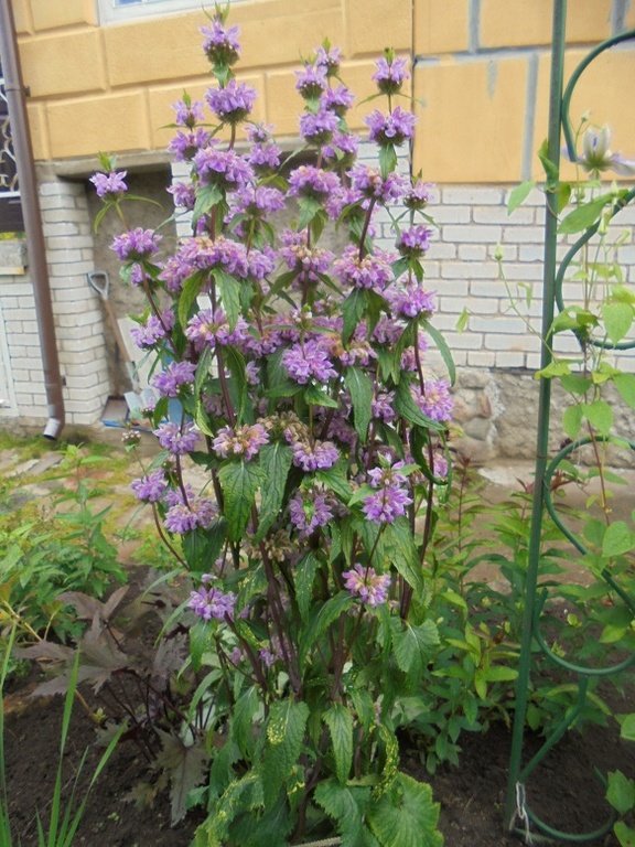 зопник клубеносный, фломис тубероза