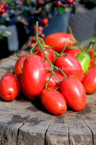 Томат Пальчики Мальвины, 10 шт