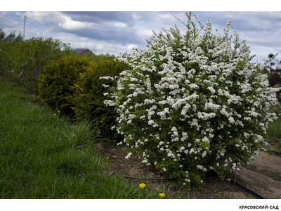 Спирея серая Грефшейм - Grefsheim в форме шара