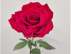 Роза Эквадор красная