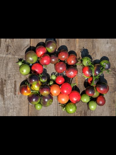 Томат Dwarf Gondwana Lightning (Гном Гондвана Молния), 10 шт