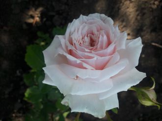 Шиоли ( Shioli) роза , ЗКС