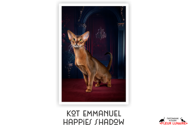 Абиссинский молодой кот Эммануэль, он же Джаггер, пока начинает свою выставочную карьеру.