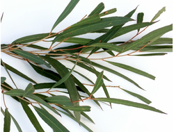Эвкалипт медовый (Eucalyptus cneorifolia) - 100% натуральное эфирное масло