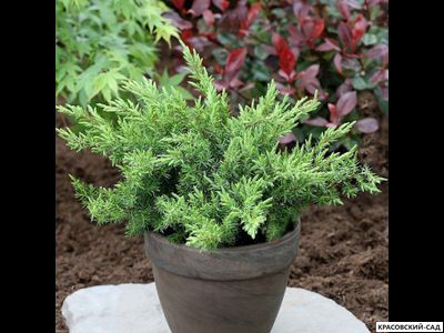 Можжевельник Шлягер - Schlager