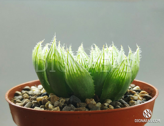 Haworthia Cooperi Picturata, Хавортия Купера пиктурата, хавортия ...
