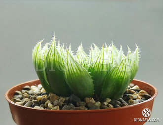 Haworthia Cooperi Picturata