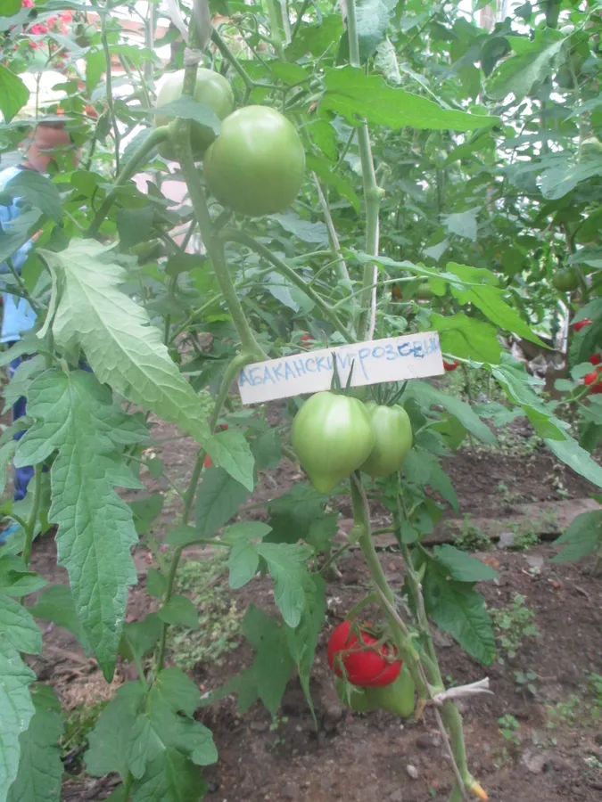 Томат "Абаканский розовый". Вкус плодов хороший, но урожайность пока не порадовала.