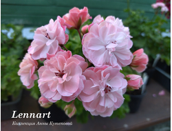 Пеларгония Lennart фото