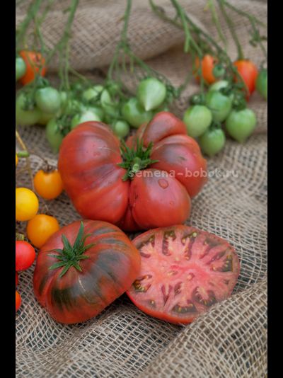 Томат Dwarf Tasty Wine (Гном Вкусное Вино), 10 шт