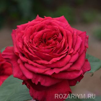 Роза четырех ветров Rose des 4 Vents