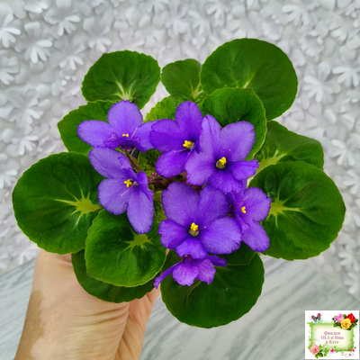 LV-Олег+Алиса (Л. Шевелева) 2025 г. (гёрл-лист с кроновой пестролистностью)