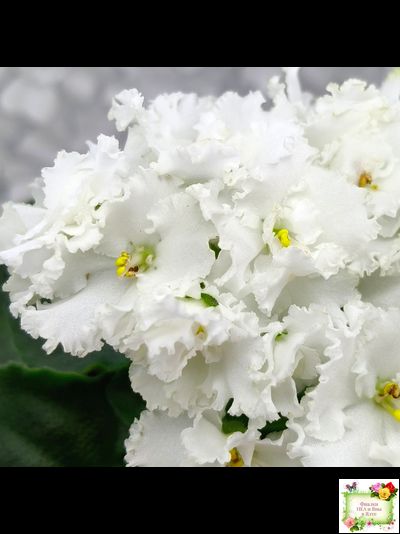 ML-Облако в Горах (Miniviolets Lux) 2022 г. (лист посажен 25.01.26)