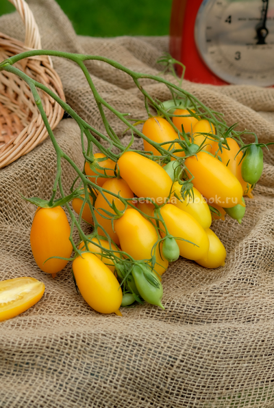 Томат Нежность, 10 шт