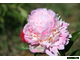 Paeonia Silver daubed