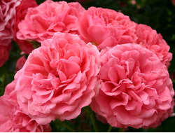 Роза Розариум Ютерсен (Rosarium Uetersen), ОКС, Сербия Монтеагро