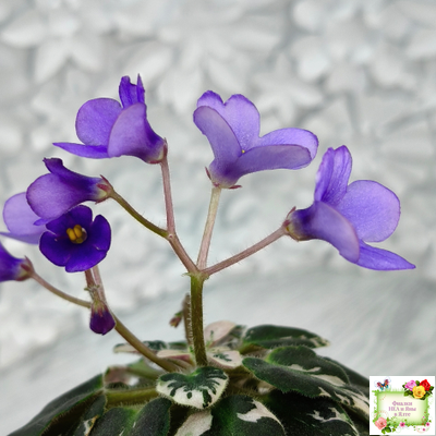 Н-Синий Лён (Н. Бердникова) 2015 г. трейлер