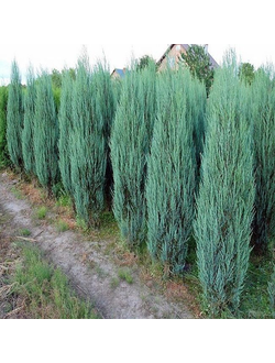 Можжевельник скальный Блю Арроу, С2,40-60