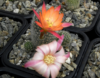 Rebutia hybr. ‘Sunrise’ (семена)