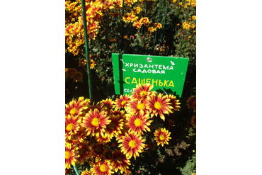 Сашенька.
Селекция НБС