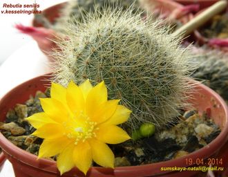 Rebutia senilis v.kesselringiana - 5 семян