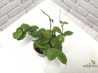 008- Hoya Endauensis 15.08.23