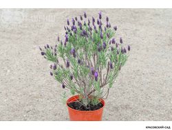 Лаванда Виктори - Victory