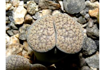 Lithops verruculosa v. glabra (Чехия)
