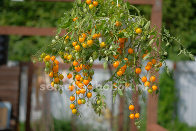 Tumbling Tom Yellow (Том Акробат Желтый), 10 шт