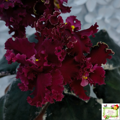 РМ-Black Cherry (Н. Скорнякова) 2022 г.