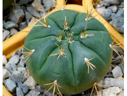 Gymnocalycium bruchii v. niveum VG 536